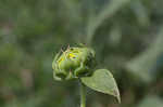 Common sunflower